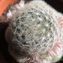 Una foto de Mammillaria carmenae