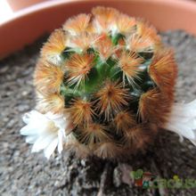 A photo of Mammillaria carmenae