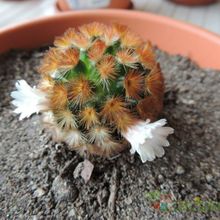 A photo of Mammillaria carmenae
