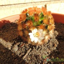A photo of Mammillaria carmenae