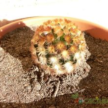 A photo of Mammillaria carmenae