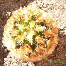 A photo of Mammillaria carmenae