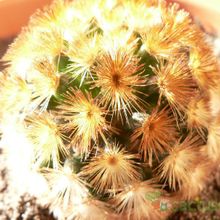 A photo of Mammillaria carmenae