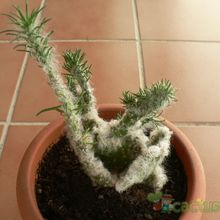 Una foto de Austrocylindropuntia vestita fma. crestada