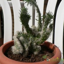 Una foto de Austrocylindropuntia vestita fma. crestada