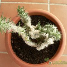 Una foto de Austrocylindropuntia vestita fma. crestada