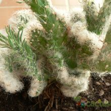 Una foto de Austrocylindropuntia vestita fma. crestada