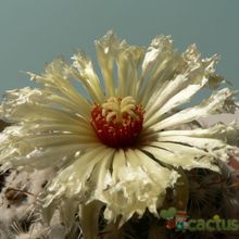 Una foto de Coryphantha pallida