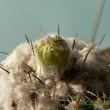 A photo of Coryphantha pallida