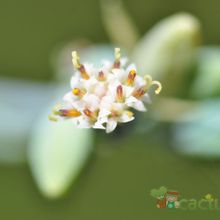 Una foto de Kleinia mandraliscae