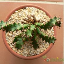 A photo of Euphorbia squarrosa  
