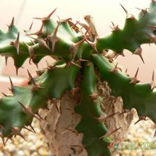A photo of Euphorbia squarrosa  