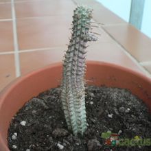 A photo of Euphorbia mammillaris fma. variegada