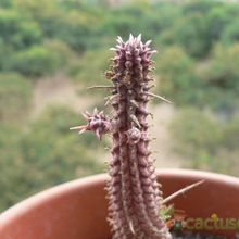 A photo of Euphorbia mammillaris fma. variegada