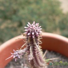 A photo of Euphorbia mammillaris fma. variegada