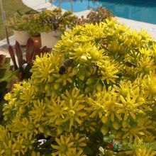 A photo of Aeonium arboreum cv. artropurpureum