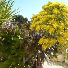 A photo of Aeonium arboreum cv. artropurpureum