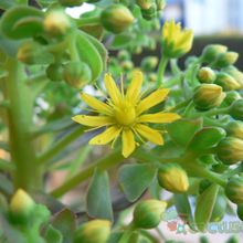A photo of Aeonium arboreum cv. artropurpureum