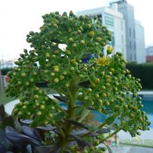 A photo of Aeonium arboreum cv. artropurpureum