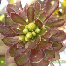 A photo of Aeonium arboreum cv. artropurpureum