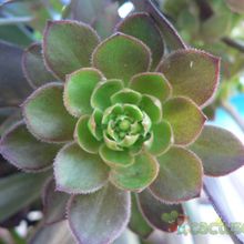 A photo of Aeonium arboreum cv. artropurpureum