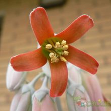 Una foto de Cotyledon orbiculata var. undulata