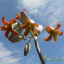 Una foto de Cotyledon orbiculata var. undulata