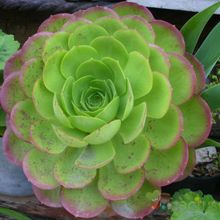 Una foto de Aeonium urbicum