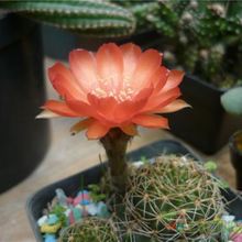 A photo of Echinopsis ancistrophora