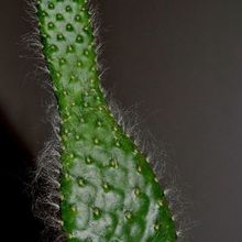 Una foto de Opuntia orbiculata