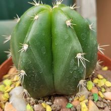 Foto de un cactus que se está identificando actualmente