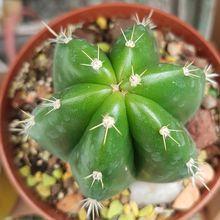 Foto de un cactus que se está identificando actualmente