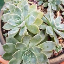 Una foto de Graptopetalum paraguayense