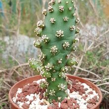 Una foto de Opuntia monacantha fma. monstruosa