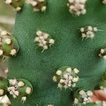 Una foto de Opuntia monacantha fma. monstruosa