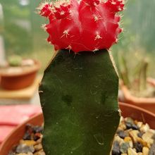 A photo of Gymnocalycium mihanovichii cv. hibotan