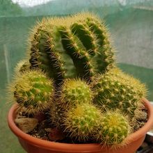 Una foto de Echinopsis calochlora