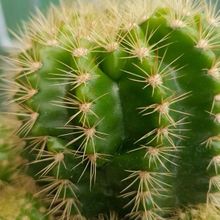 Una foto de Echinopsis calochlora
