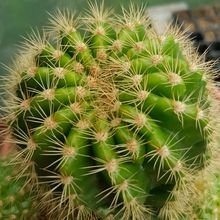 Una foto de Echinopsis calochlora