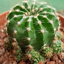 A photo of Echinopsis oxygona