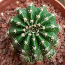A photo of Echinopsis oxygona