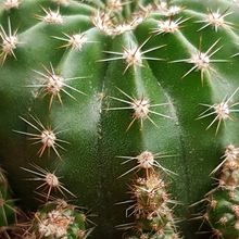 A photo of Echinopsis oxygona
