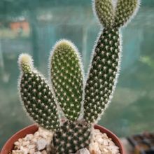 Una foto de Opuntia microdasys fma. albispina