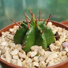 A photo of Euphorbia ferox