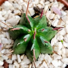 A photo of Euphorbia ferox
