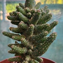 Una foto de Opuntia monacantha fma. monstruosa