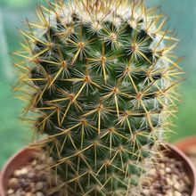 A photo of Mammillaria columbiana ssp. yucatanensis