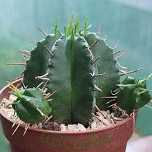 A photo of Euphorbia ferox