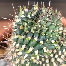 A photo of Cylindropuntia fulgida fma. monstruosa
