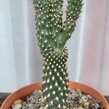 A photo of Cylindropuntia fulgida fma. monstruosa